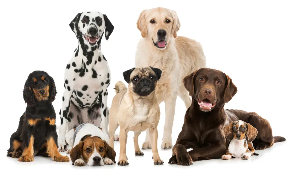 Feed A Dog 5 - Streamline Services Pet - Streamline Services