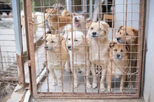 Feed A Dog 1 - Streamline Services Pet3 - Streamline Services