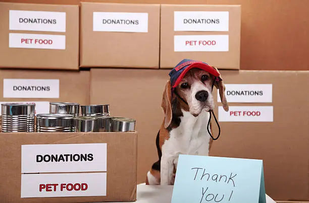 Feed A Dog 2 - Streamline Services Pet2 - Streamline Services